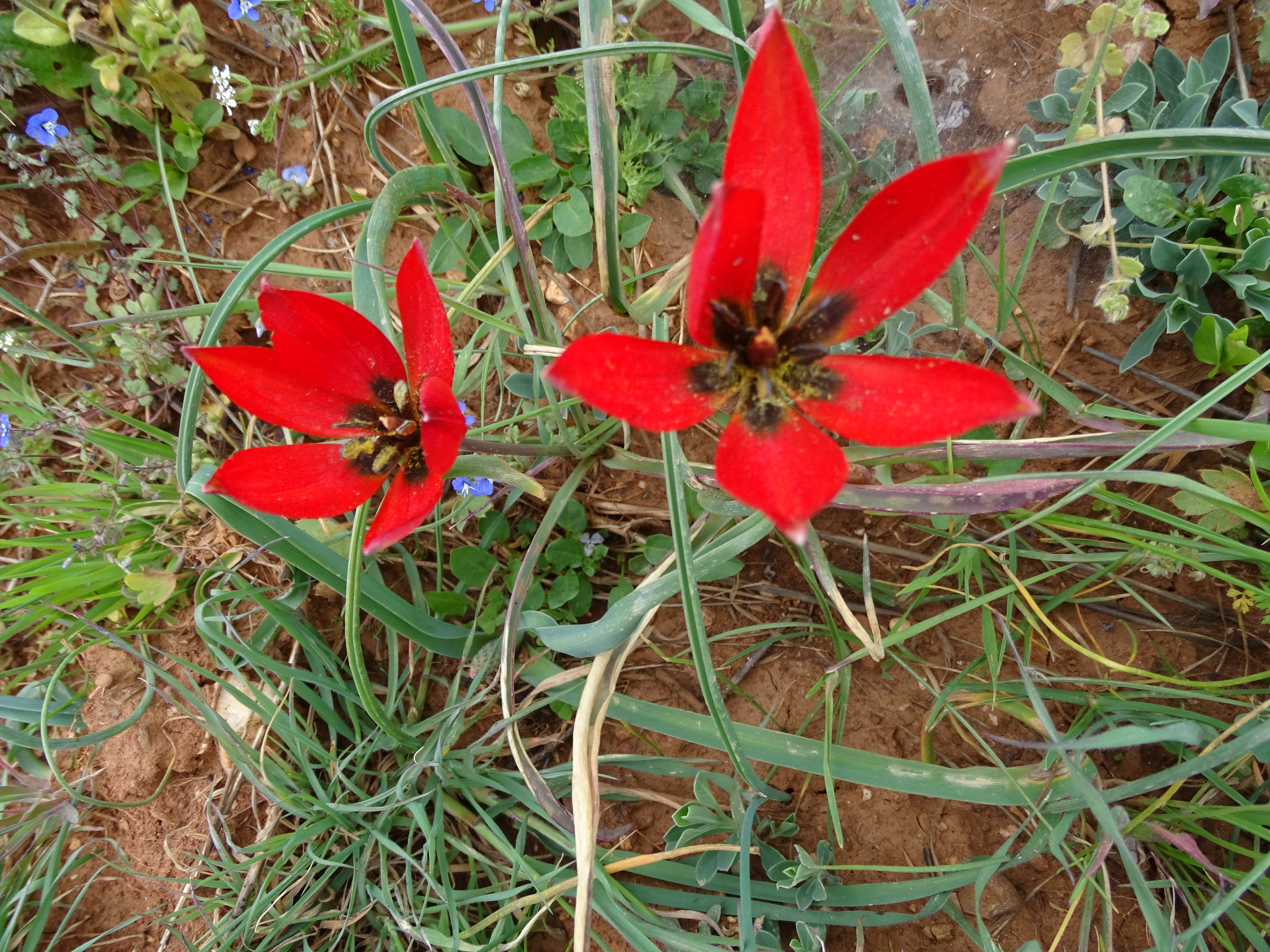 Tulipa orhanidae