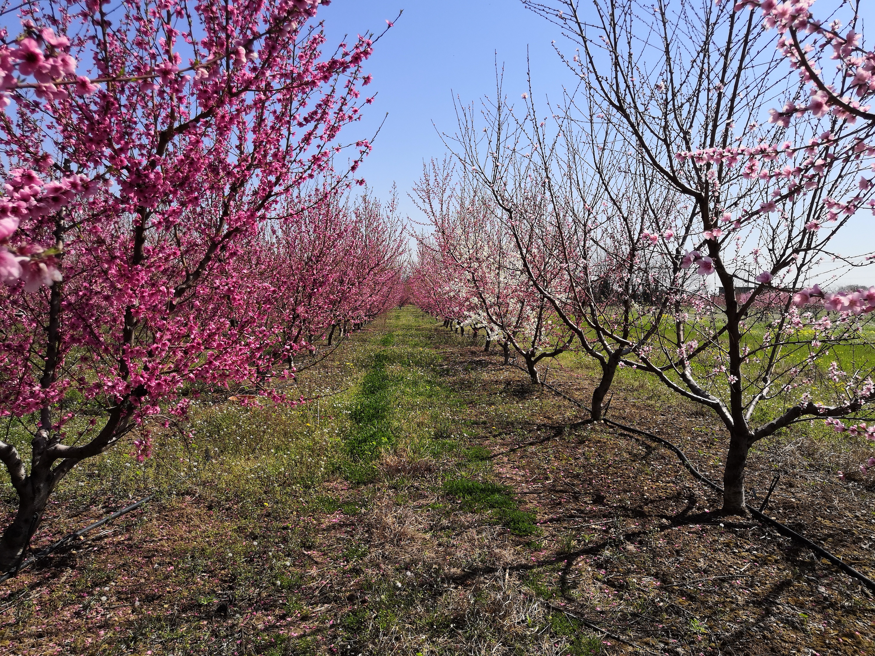 peach tree