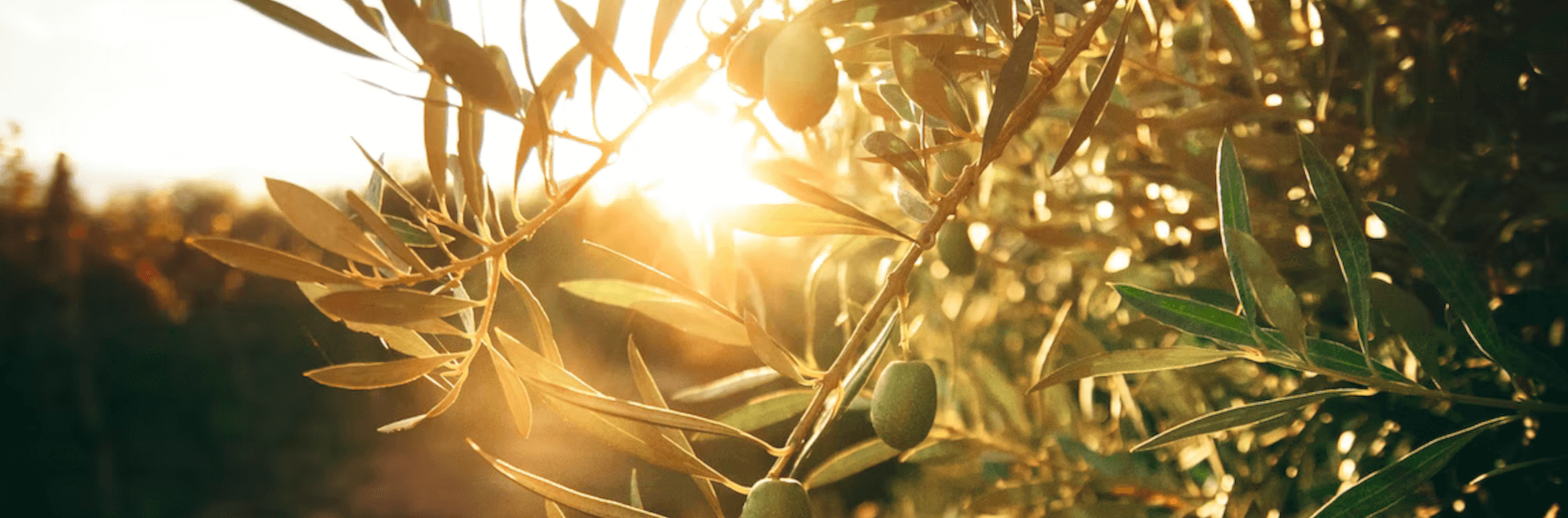 olive tree subtropical crops