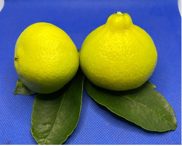 citrus1