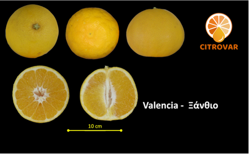 citrus2