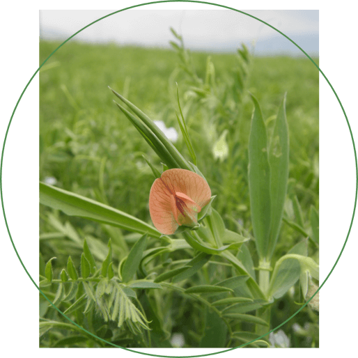 industrial and forage crops