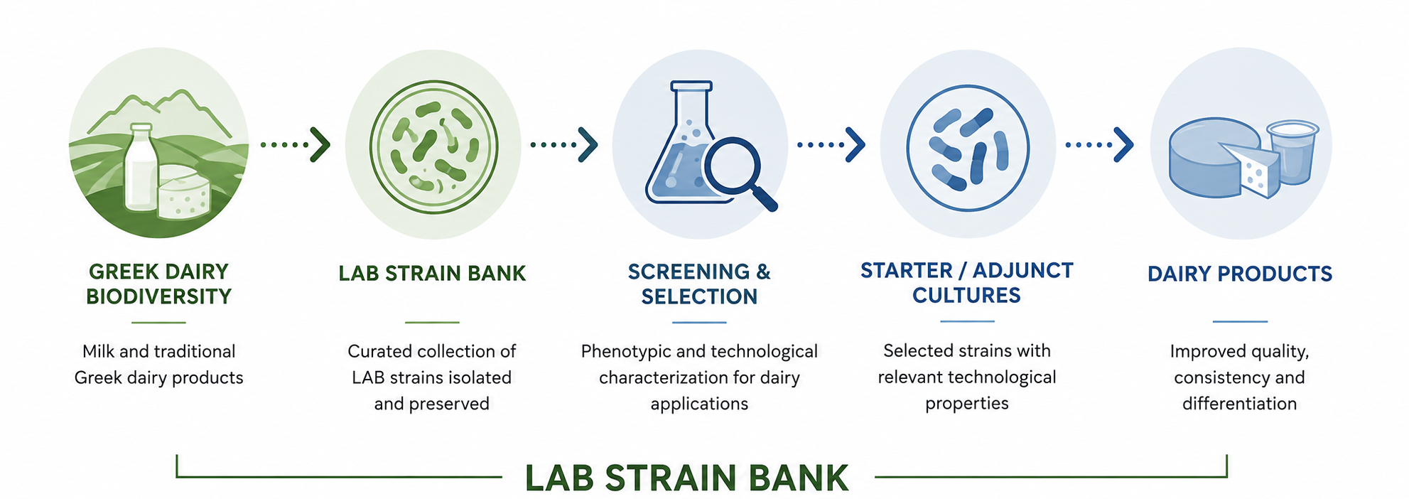 lab strain en