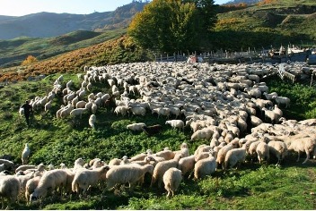 livestock1