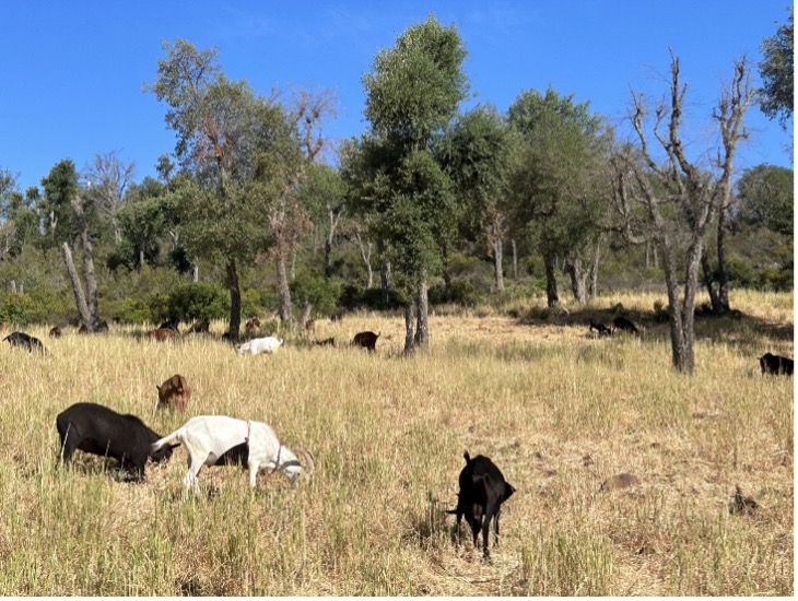 livestock3